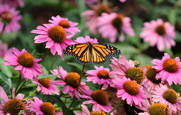 Un papillon monarque se pose sur des fleurs roses.