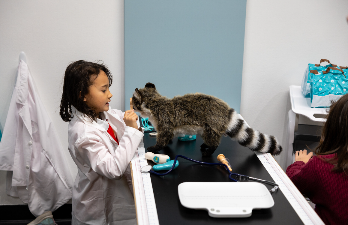 Une petite fille vêtue d'un sarrau examine un raton laveur en peluche.