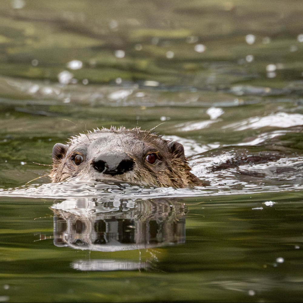 Otter in the wild
