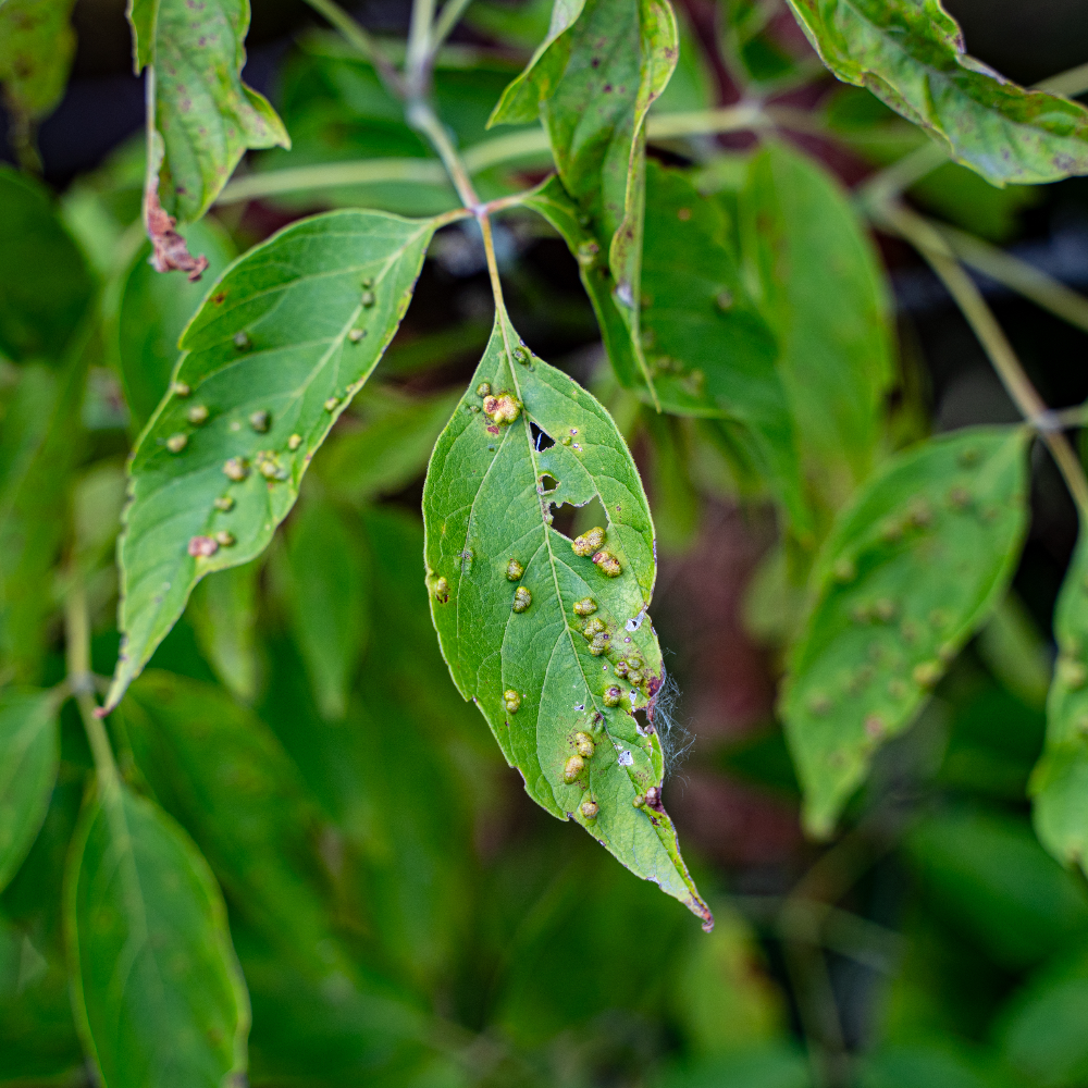 Galle des feuilles par insecte.