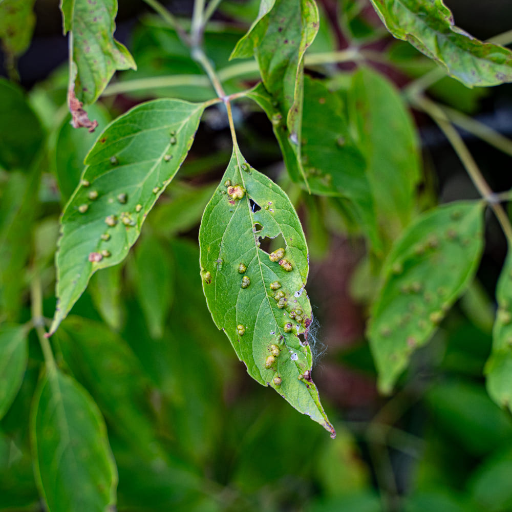 Galle des feuilles par insecte.