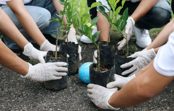 Plusieurs paires de mains plantent des semis dans le sol.